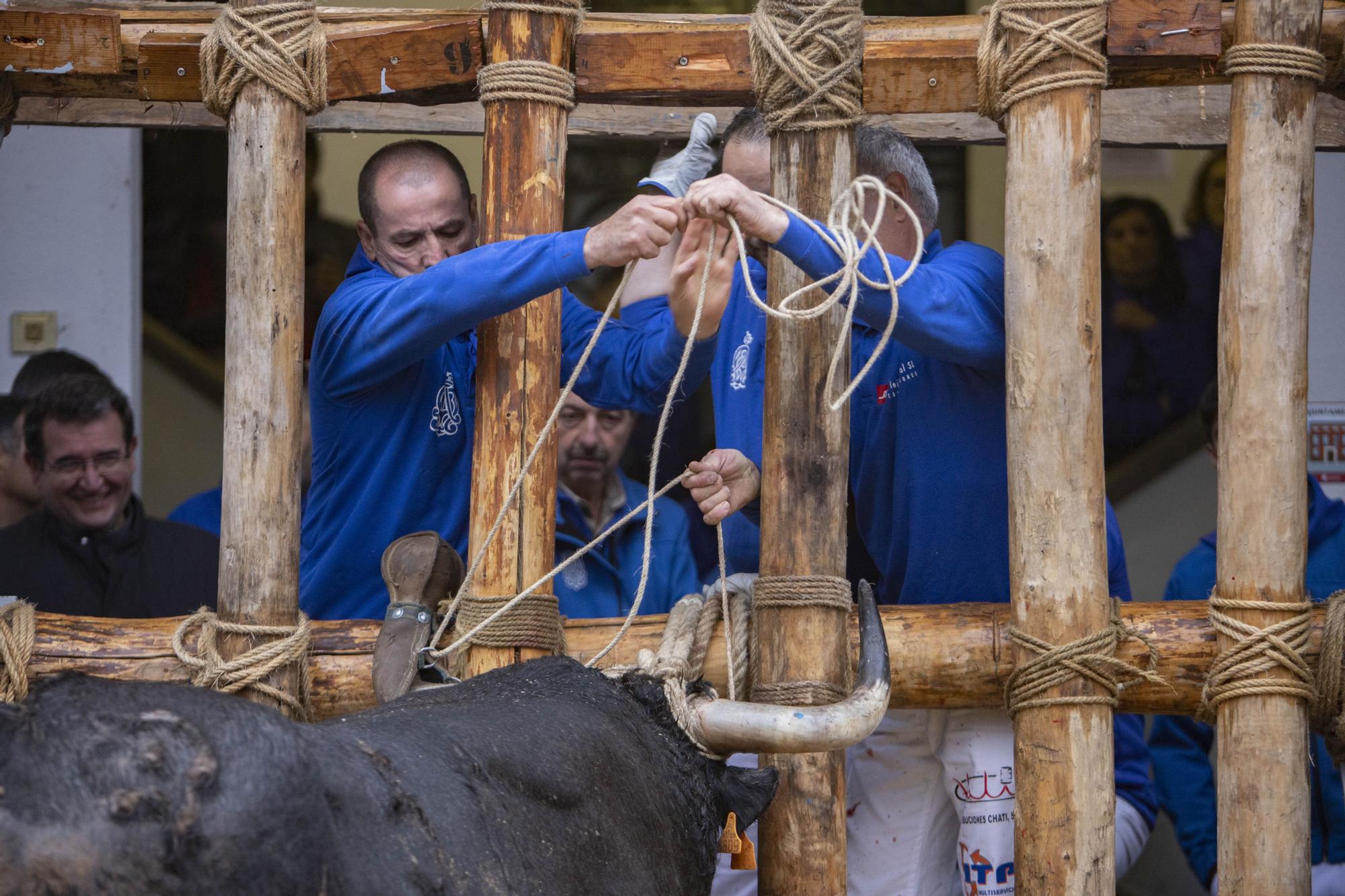 El "Bou en corda" vuelve al Pont Vell de Ontinyent