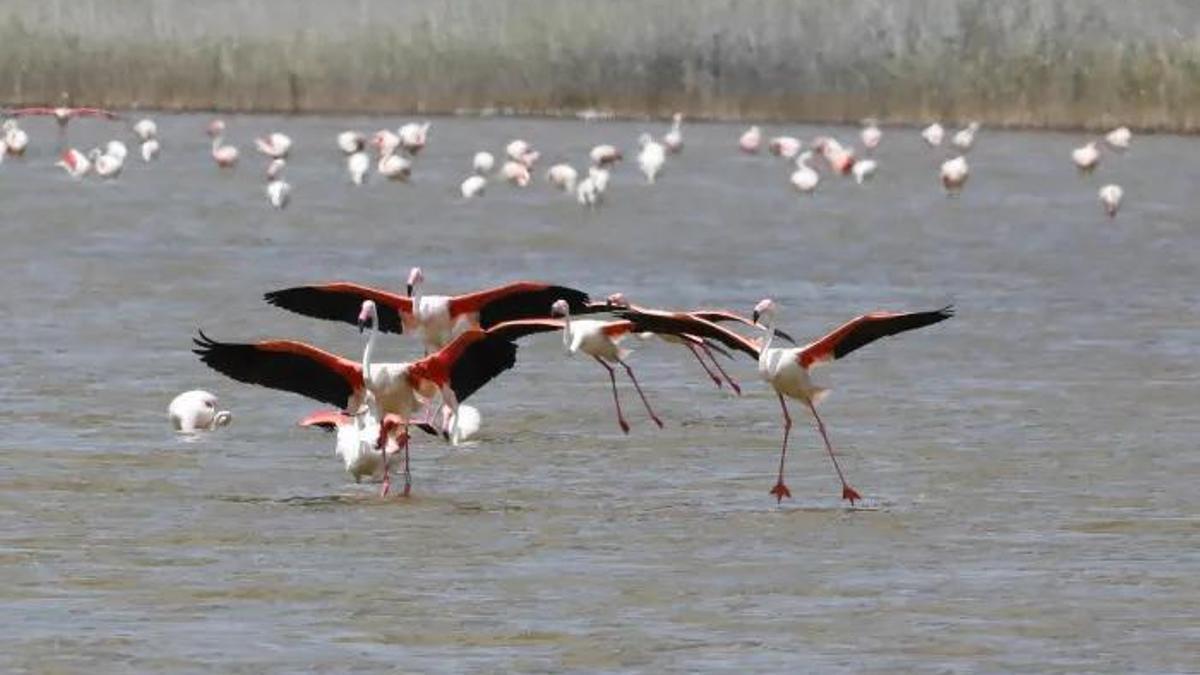 Flamencos en el parque natural de las lagunas de Torrevieja y La Mata