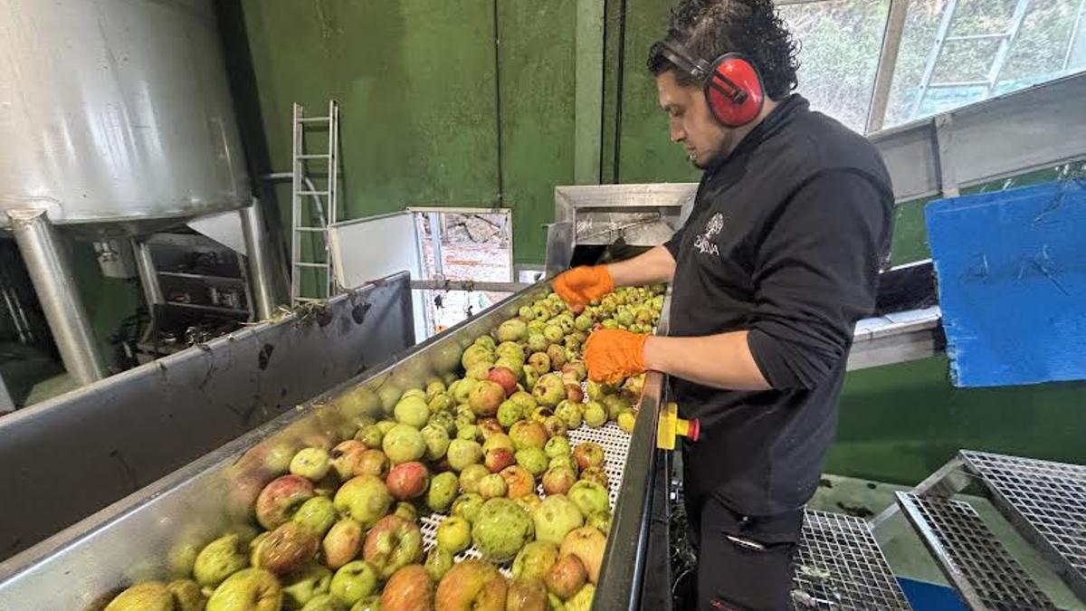 Diego Albarracín, escogiendo manzana en Sidra Cortina.