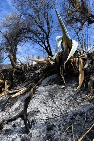 15-10-19 SUPLEMENTOS. ZONA CUMBRERA. ZONA CUMBRERA. Reportaje zonas quemadas tras dos meses. Reportaje triple entrega sobre el paisaje quemado, al cumplirse dos meses. La primera parte será Los tesosos de la Cumbre, en plan más positivo, con los brotes verdes, lugares que visitar. Un segundo con los héroes sin capa, sus protagonistas y una tercera con Lo que el fuego se llevó o Lo perdido, la parte más triste.  Fotos: Juan Castro.  | 15/10/2019 | Fotógrafo: Juan Carlos Castro