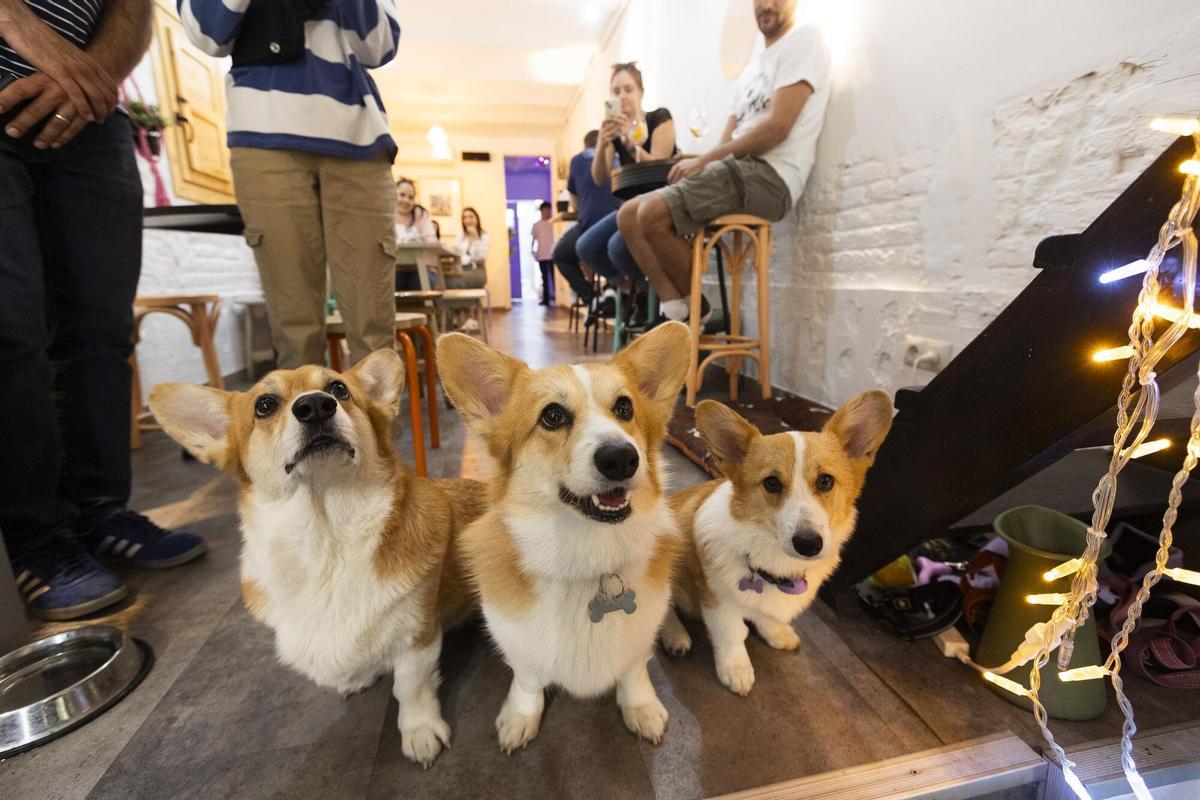 Barcelona 03/04/2024 Barceloneando. Cafés con perros. Este es un Corgi Café. Fotografía de Ferran Nadeu