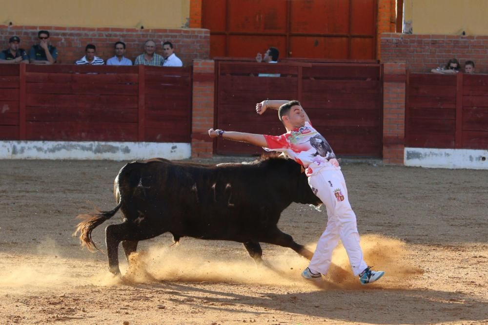 Concurso de cortes en Fuentesaúco.