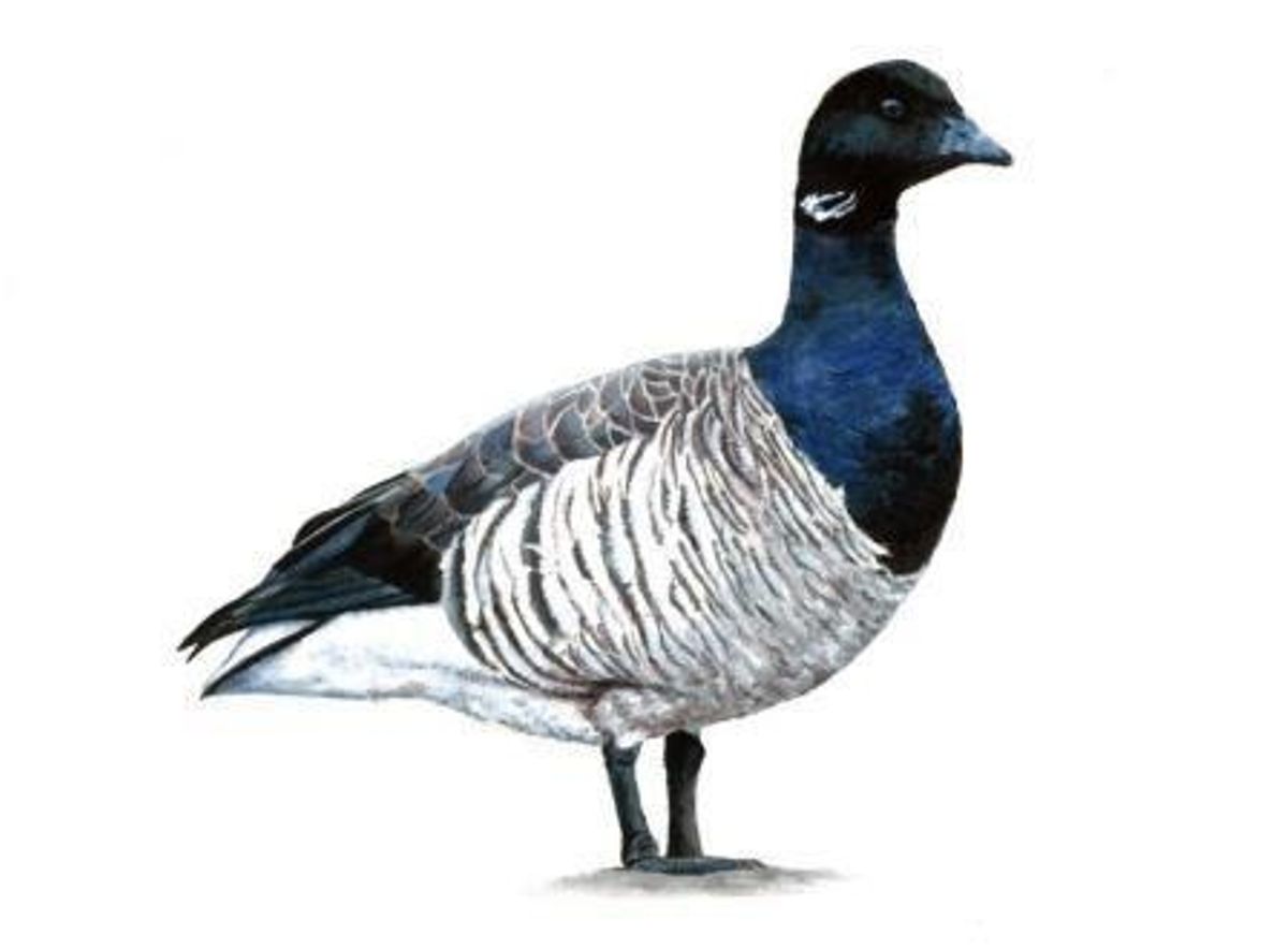 Barnacla carinegra.