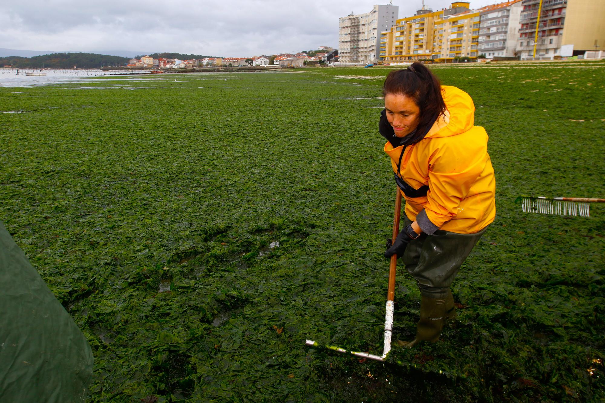 Espectacular invasión de algas en la playa Compostela