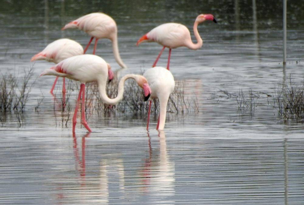 Flamencos y todo tipo de aves en la Laguna de Villena