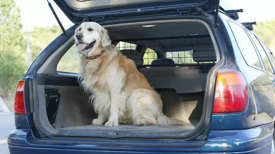 Mucho cuidado: si tu perro saca la cabeza por la ventanilla pueden ponerte esta multa