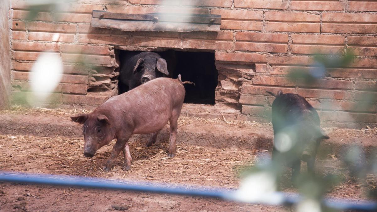 Porcs de la granja Godall de Solsona