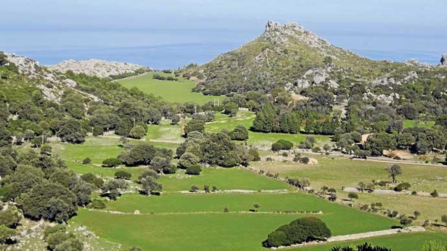 &quot;Heimat ist ein großes Gefühl&quot;: Idylle auf dem Landgut Ariant in der Tramuntana.