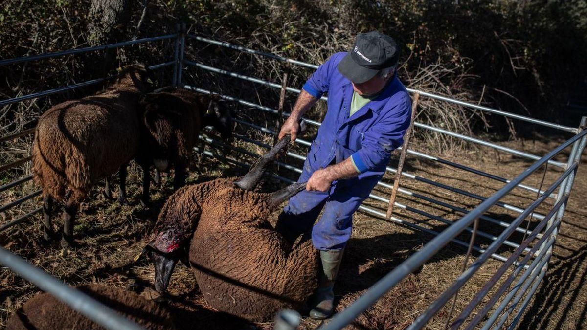 Un ganadero retira una oveja muerta por el lobo en Torrefrades