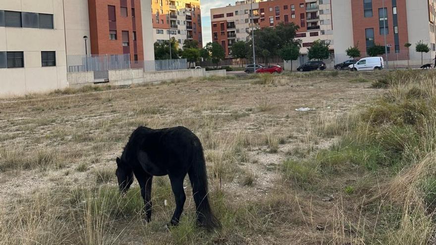 Encuentran un poni suelto que deambulaba suelto por Joven Futura en Murcia