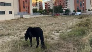 Encuentran un poni suelto que deambulaba suelto por Joven Futura en Murcia