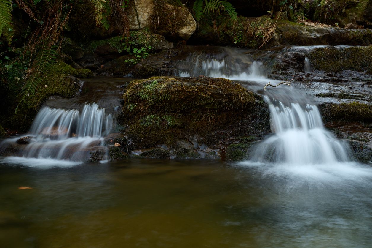 El roble y el haya son las especies vegetales con más presencia en el parque