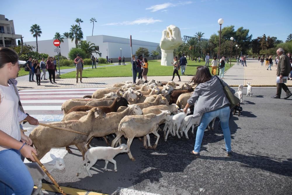 Ovejas por la Universidad