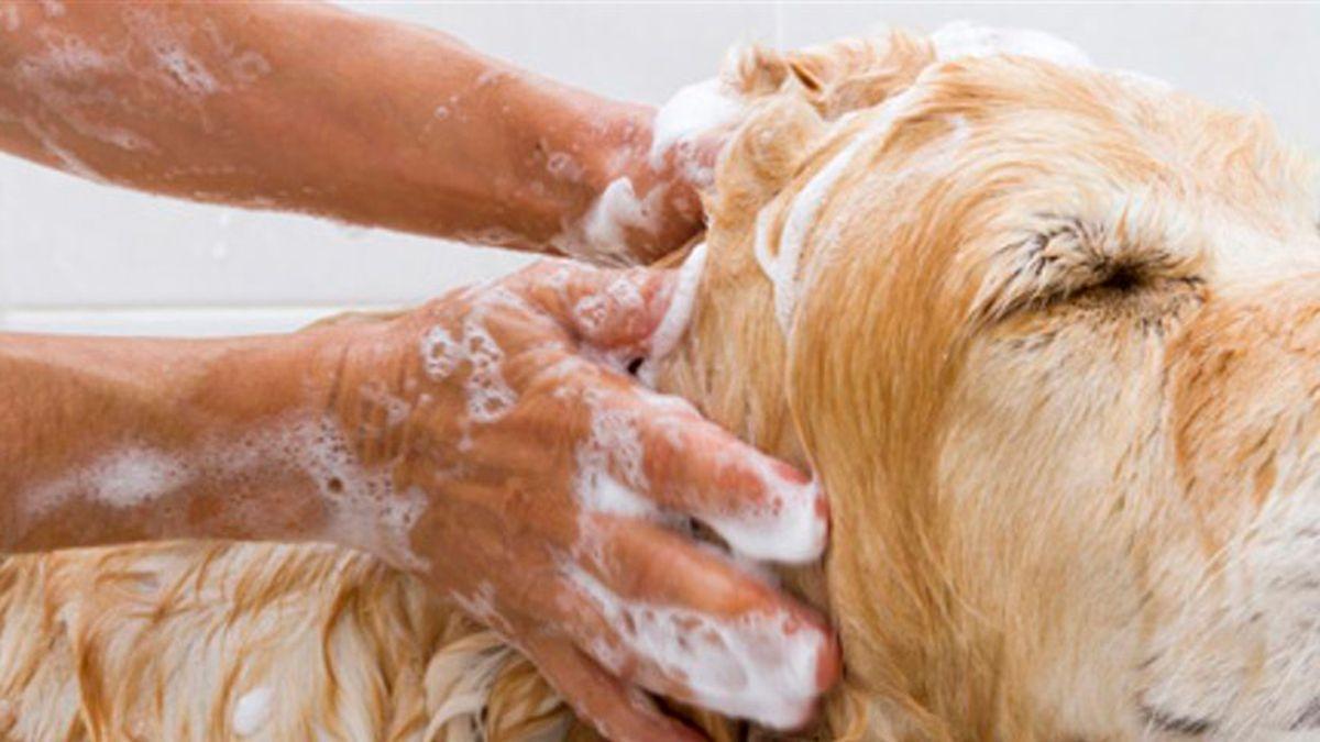 Baño de un perro.