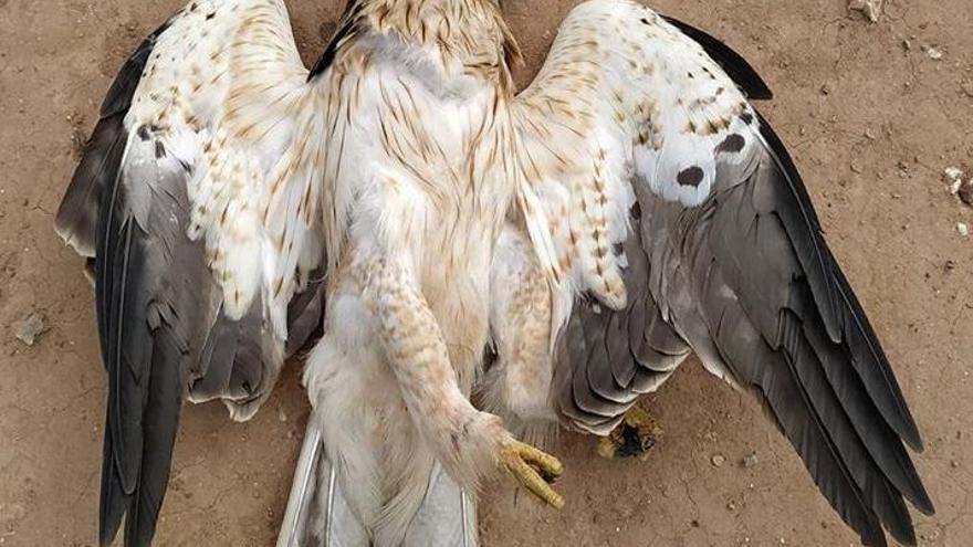 Encuentran un águila muerta en la desembocadura del Millars