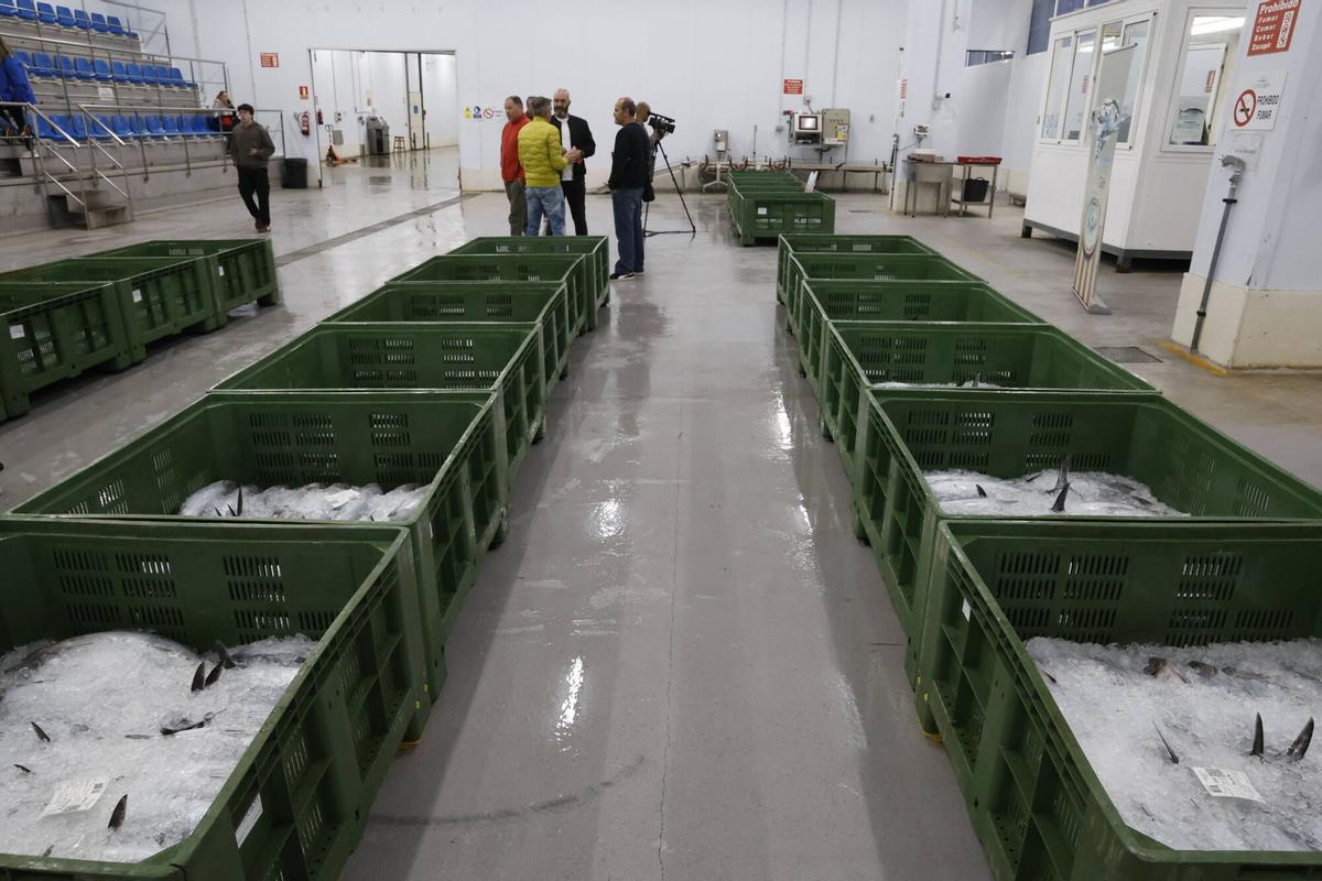EN IMÁGENES: El primer bonito de la temporada ya está en Gijón: 2.217 kilos de "pescado del Cantábrico y de gran calidad"