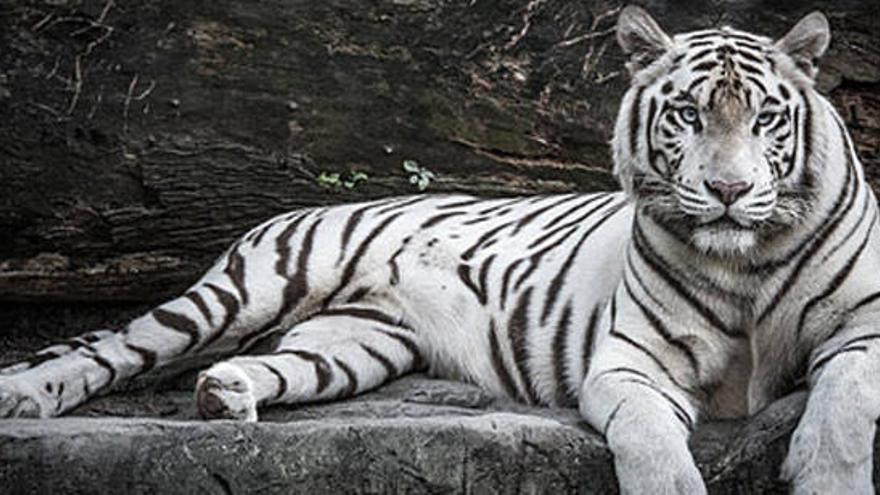 Ejemplar de un tigre blanco.