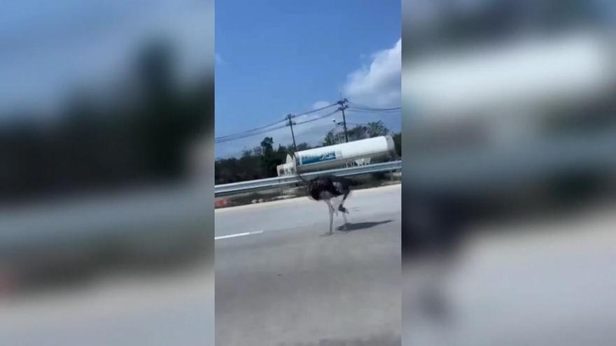 Un avestruz se pasea por una autopista de Tailandia sorprendiendo a los conductores
