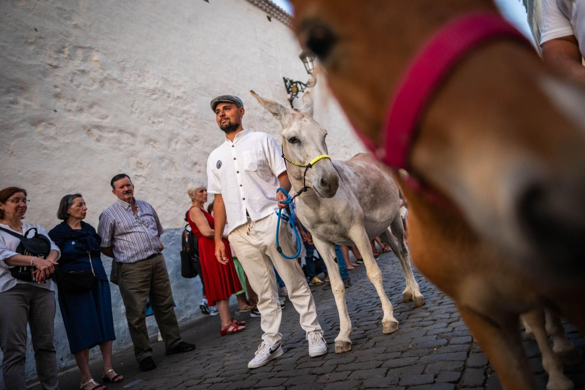 Día de los burros en La Laguna