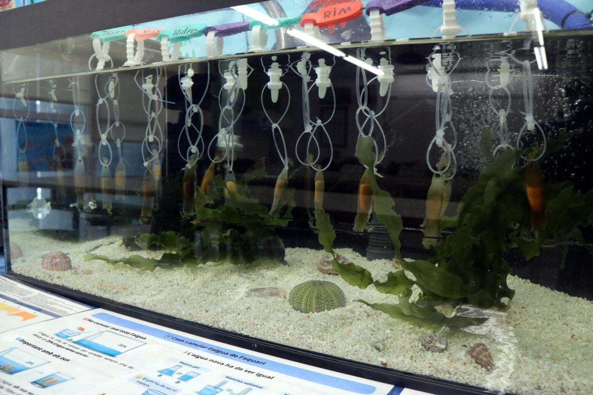 L'aquari amb diversos ous de tauró gat
