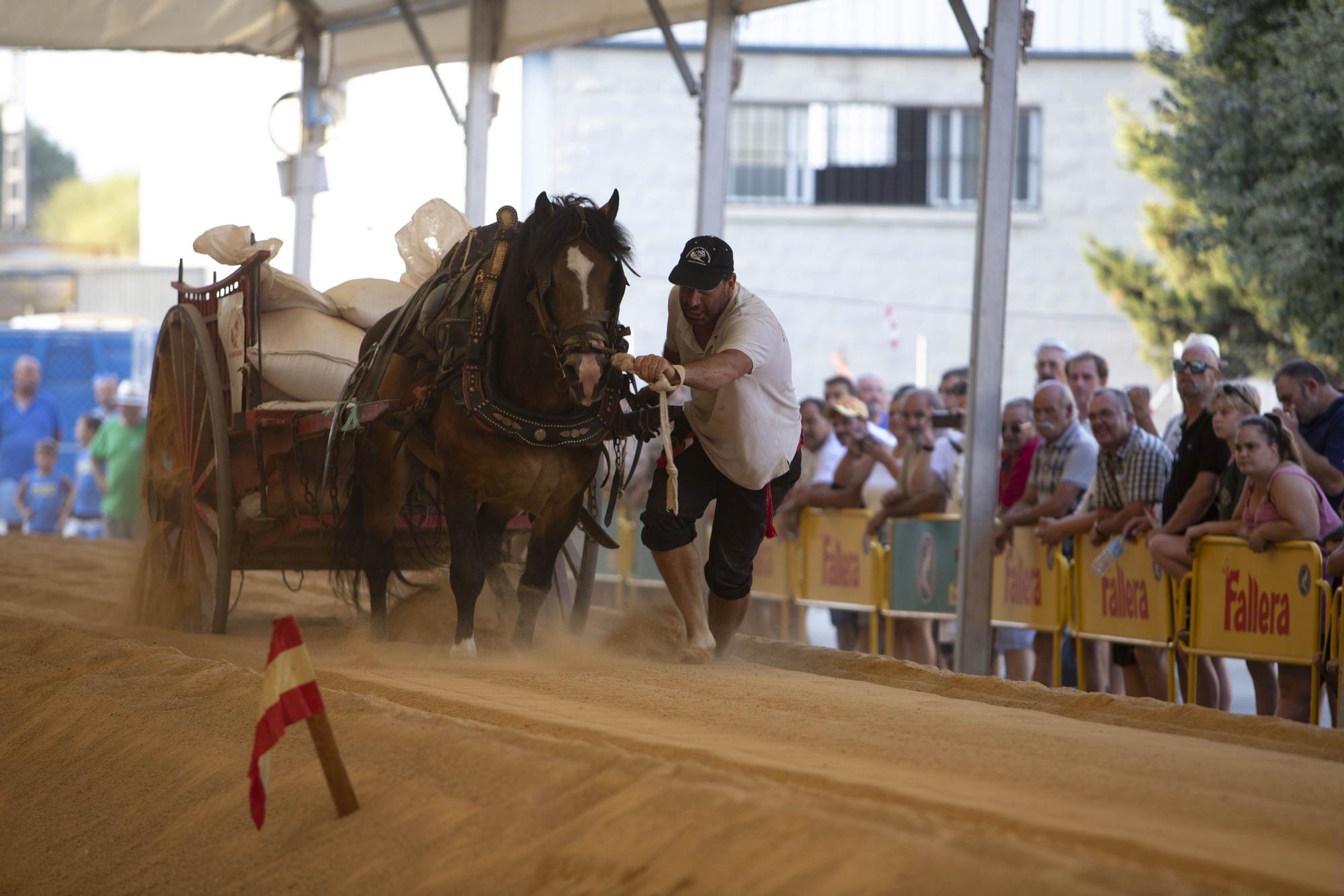 Así ha sido la XLV edición del concurso de tiro y arrastre de la Fira d'Agost de Xàtiva