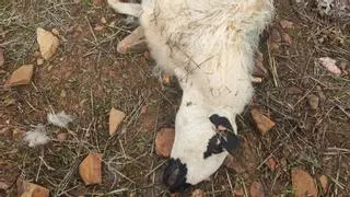 Los lobos se ceban de nuevo en Almendra del Pan