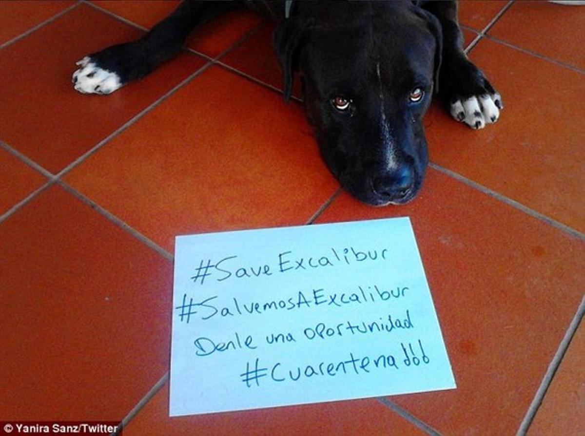 Campaña en Twitter para salvar al perro de la primera enfermera con el virus del ébola fuera de África, con la etiqueta #SalvemosaExcalibur.