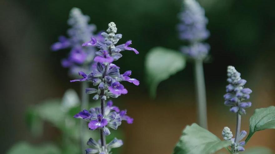 Si necesitas calmar y desinfectar la salvia es muy buena opción.