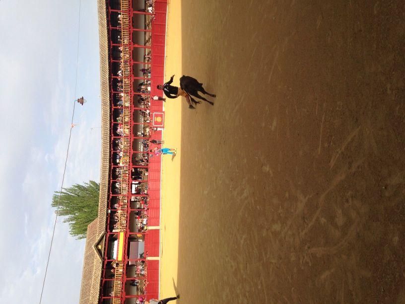 Fiestas Toro: Encierro urbano y suelta de vaquilla