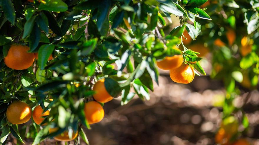 Mercadona comprará 220.000 toneladas de cítricos de origen nacional