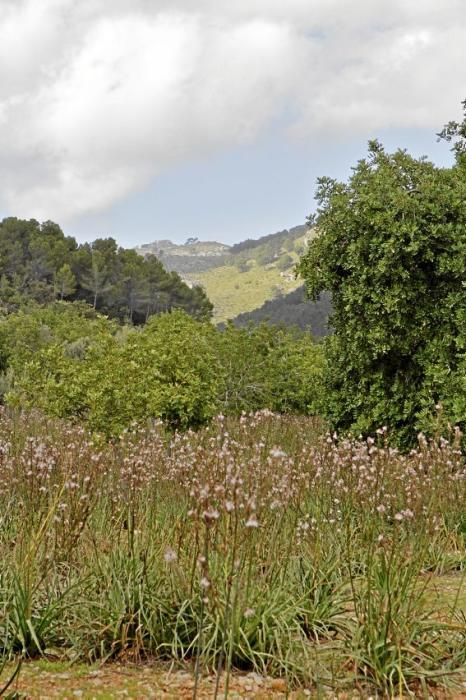 Schafherde, Baumplantage und Paradies für Insekten: zu Besuch bei Jaume Seguí und seinen 18 Hektar Bioland bei Capdellà