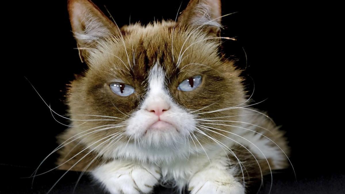 Grumpy, la gata más influyente de internet, ha muerto a los 7 años.