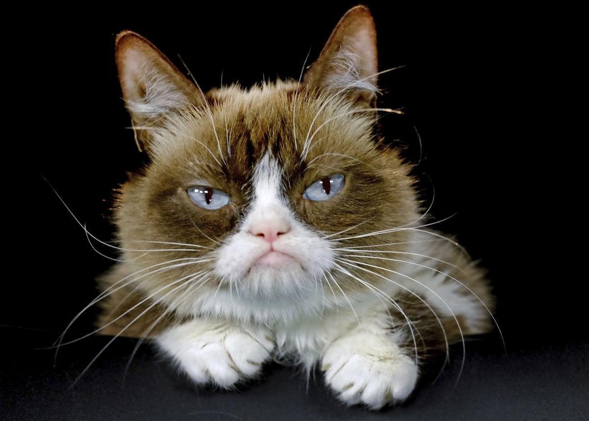 FILE - This Dec. 1, 2015 file photo shows Grumpy Cat posing for a photo in Los Angeles. Grumpy Cat, whose sour puss became an internet sensation, has died at age 7, according to her owners. Posting on social media Friday, May 17, 2019, her owners wrote Grumpy experienced complications from a urinary tract infection and âpassed away peacefullyâ in the arms of her mother on Tuesday, May 14.  (AP Photo/Richard Vogel, File)