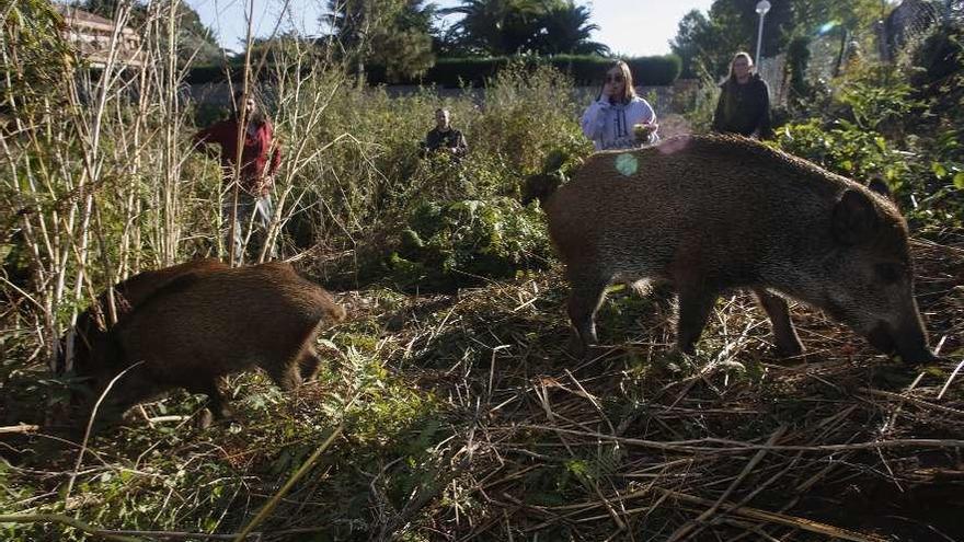 Dos de los jabatos, el jueves, en la finca de Salinas en la que permanecieron dos días.