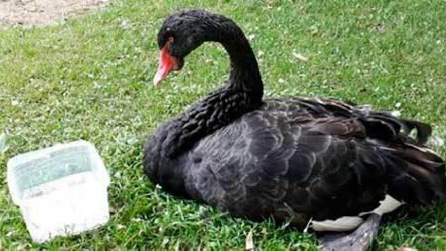 El cisne negro del parque Ferrera, días antes de su muerte.