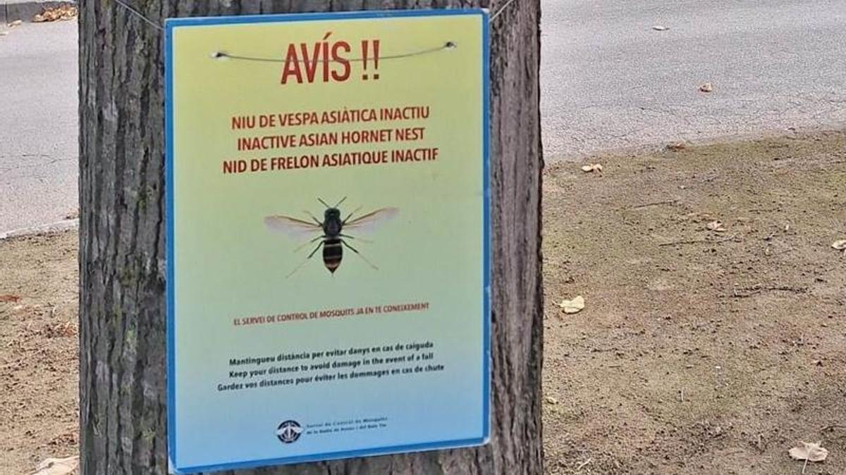 Un cartell a l’urbanització Mas Pau alerta del perill que suposa l’existència d’un niu de vespa asiàtica.