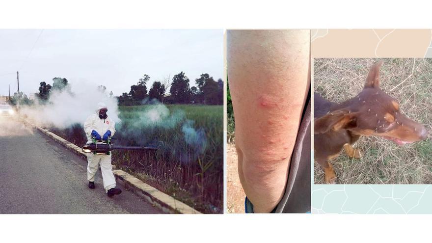 SOS de los municipios del sur de Castellón para aplacar la ingente plaga de mosquitos