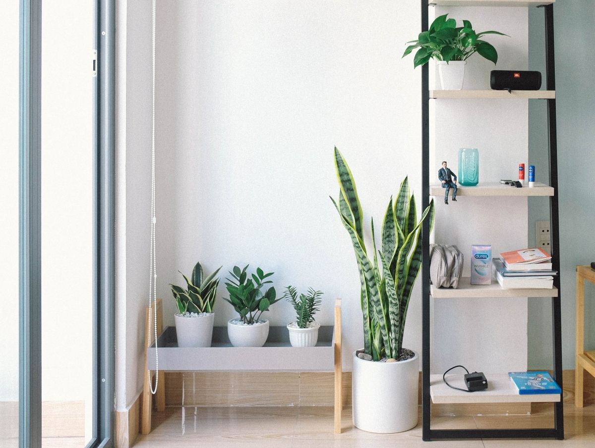 Así es el sistema de riego automático para cuidar tus plantas de interior sin esfuerzo