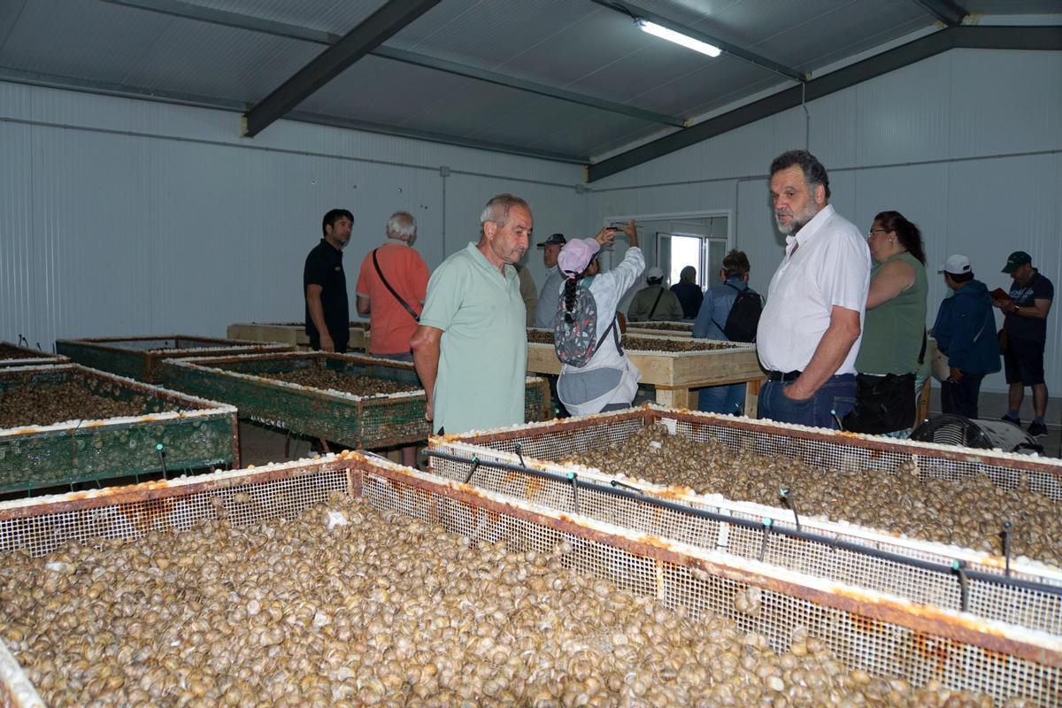 GALERÍA | Los caracoles, protagonistas de una feria en Fonfría GALERÍA | Los caracoles, protagonistas de una feria en Fonfría
