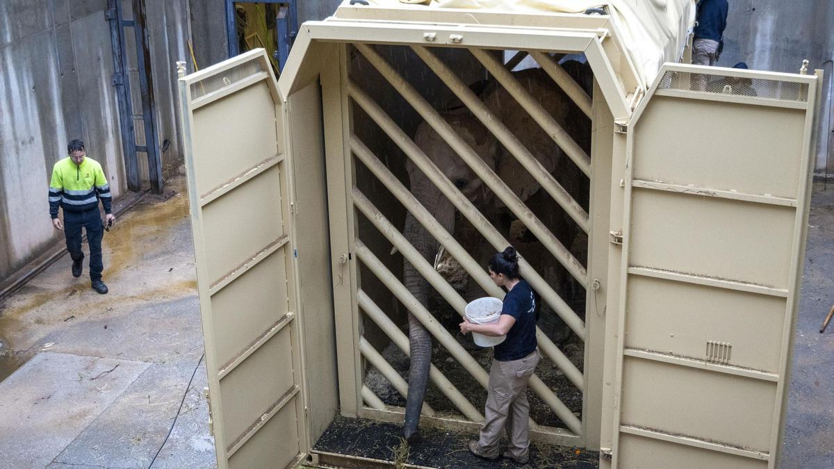 Bioparc Valencia traslada una elefanta preñada a Hungría dentro del programa para garantizar la supervivencia de la especie africana.