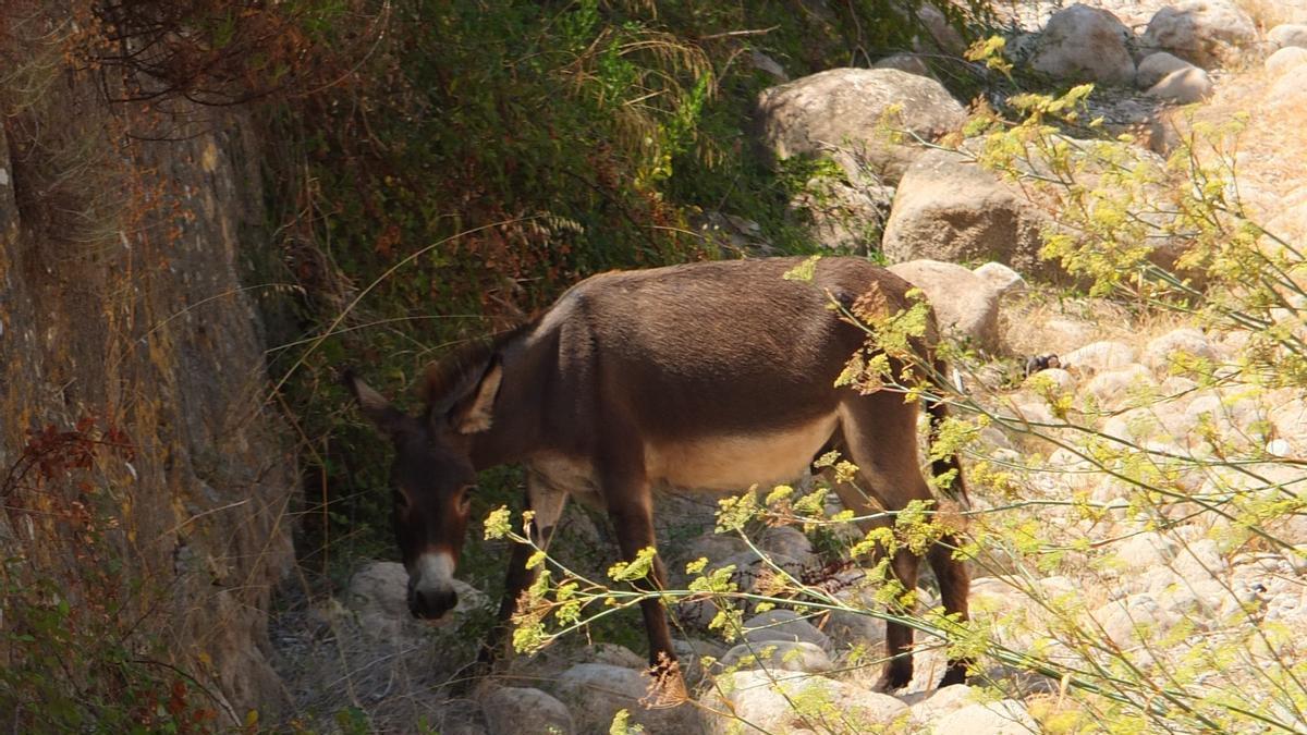 Uno de los asnos limpiando en el torrente de Sóller.
