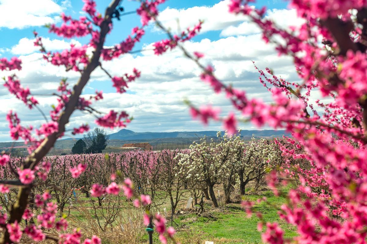 El espectáculo de la floración de los frutales en el Baix Segria, Lleida