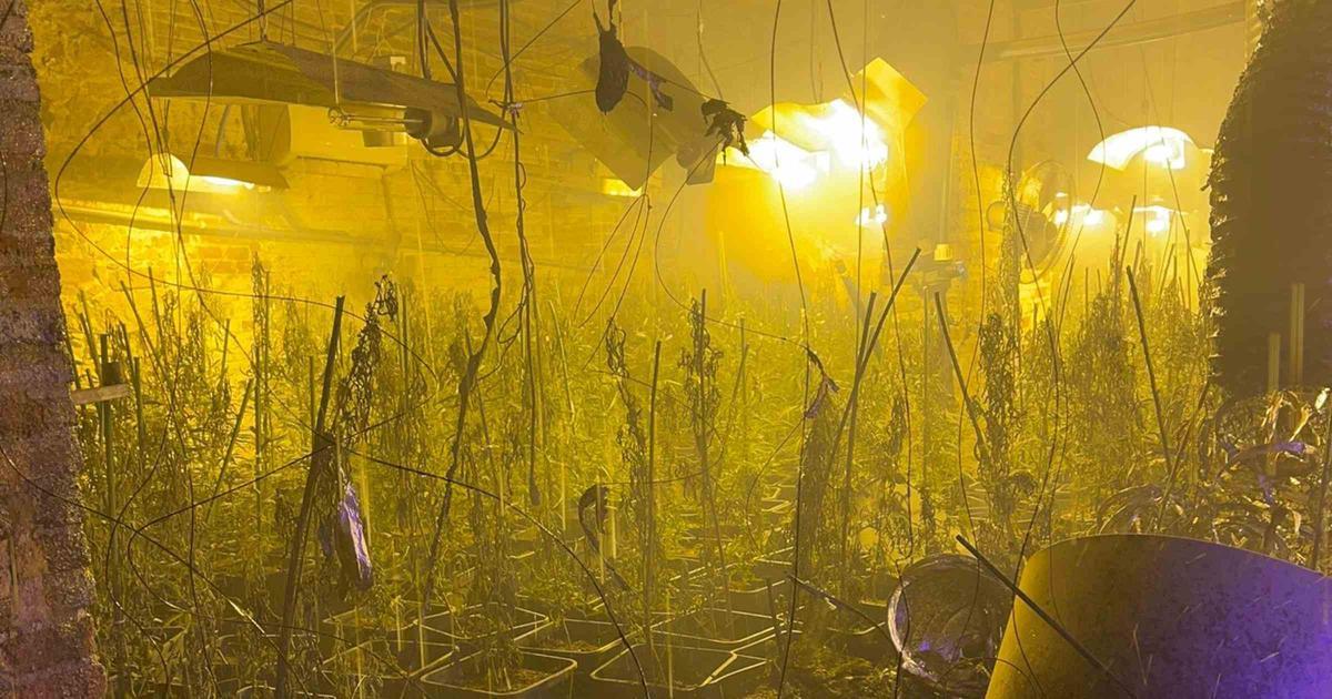 Los cultivos de marihuana en el fraude eléctrico