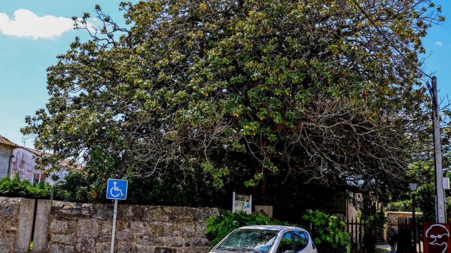 Denuncian la pésima situación del magnolio de O Cuadrante
