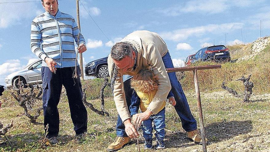 Uno de los participantes planta una cepa con su pequeño.