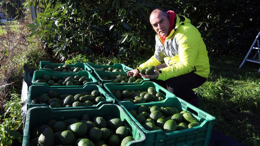 El aguacate se extiende por Arousa y Horsal duplicará este invierno su producción