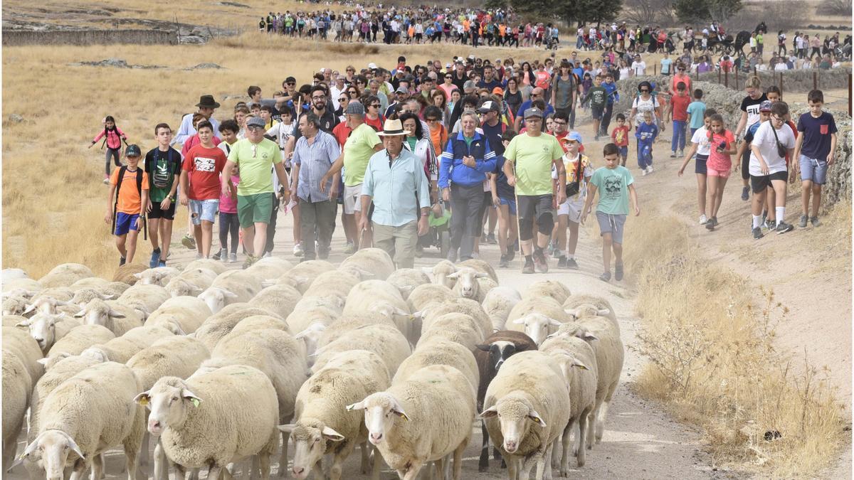 Ruta Trashumante, una de las actividades con más exito de la Semana de la Torta del Casar.