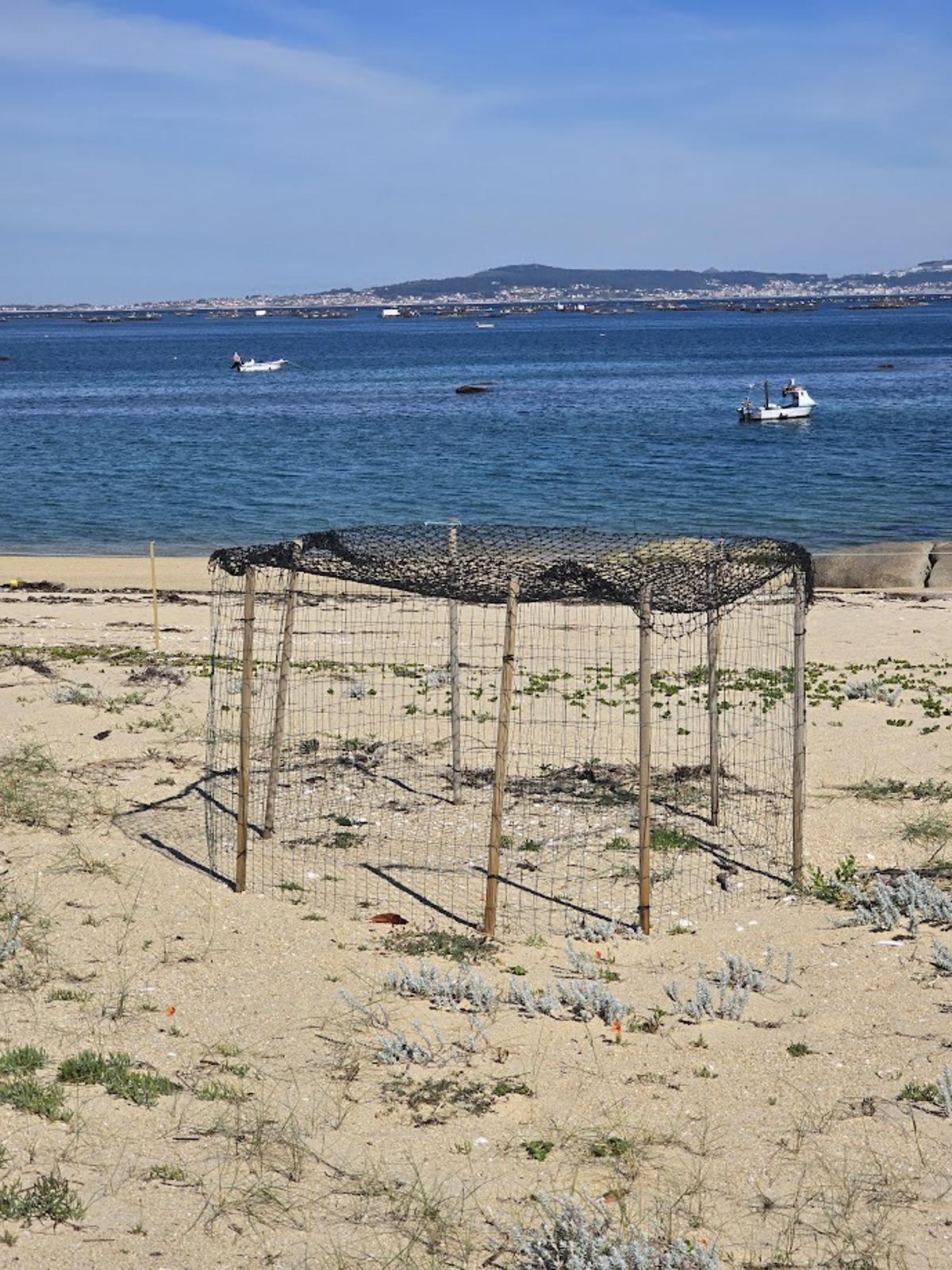 Un jaulón instalado en la playa de Mexilloeira para proteger un nido de chorlitejo.