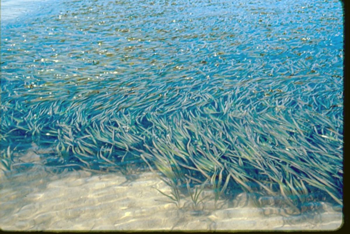 Pradera marina de 'Zostera marina' ya desaparecida en el lago dos Nenos, en las islas Cíes