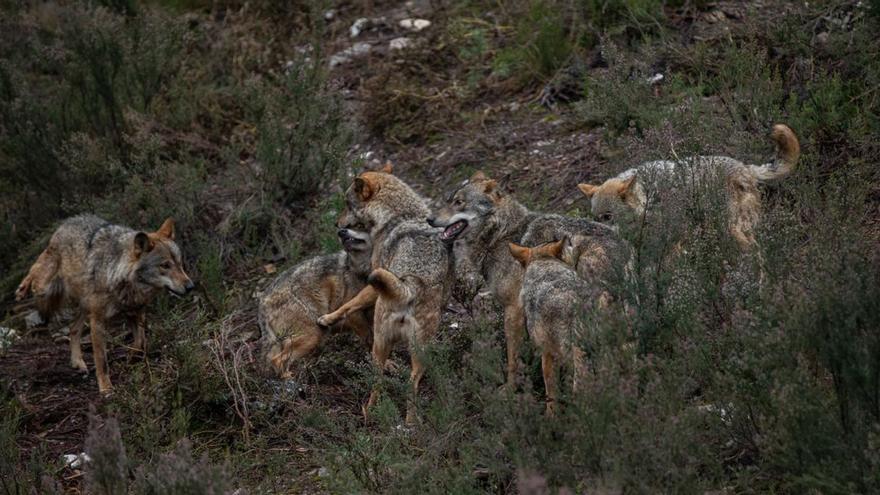 Suárez-Quiñones lleva hasta Bruselas el conflicto por el lobo